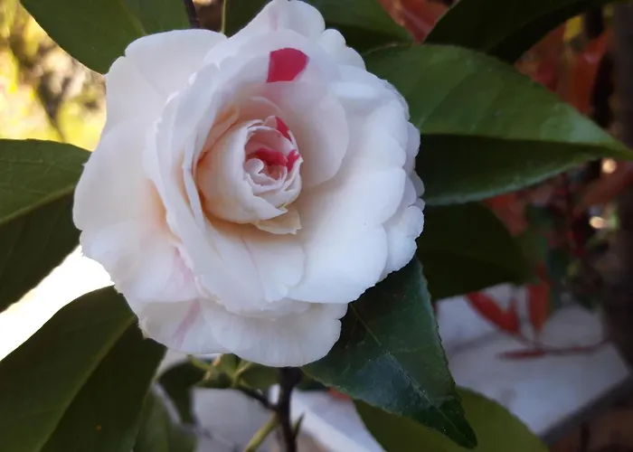 Apartment Panoramico